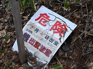 函館熊出没