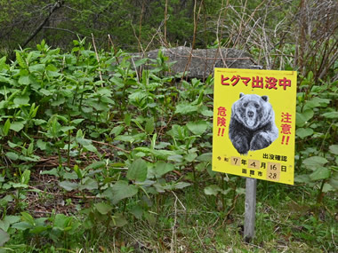 ヒグマ出没中